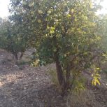 1000متر باغ سیب وگردو