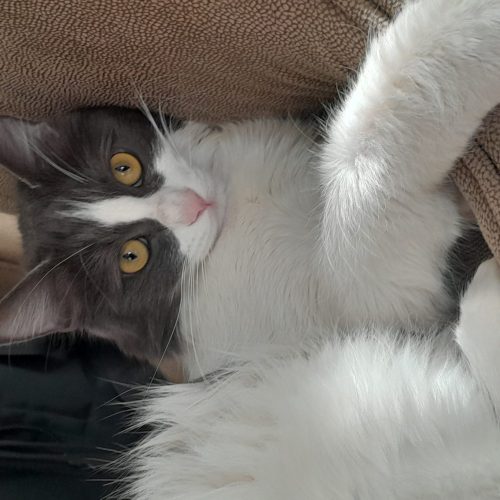 واگذاری گربه خانگی