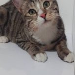 گربه نر سالم ، نژاد DSH موی کوتاه ، واکسن زده ، تنها گربه بغلی که میتونین داشته باشینش