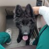 سگ ژرمن بلک نر