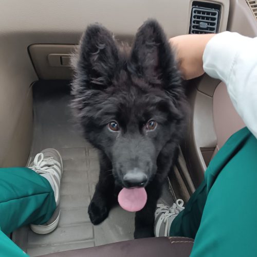 سگ ژرمن بلک نر