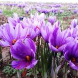 زمین زعفرون