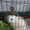دوتا خرگوش اهلی  برای فروش