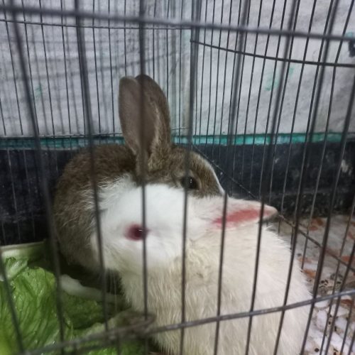 دوتا خرگوش اهلی  برای فروش