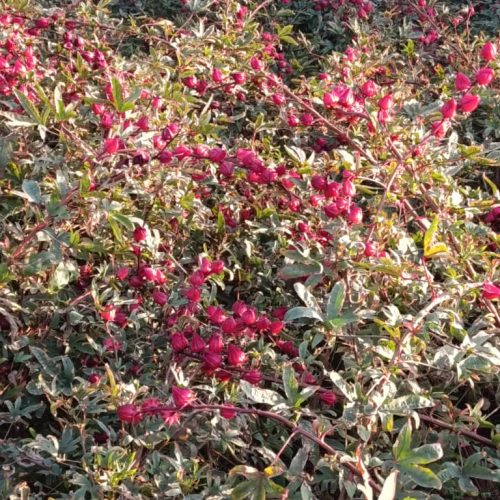 چایی ترش فروشی
