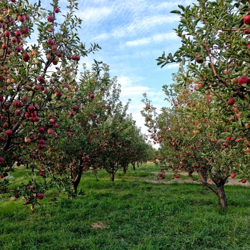 فروش باغ سیب