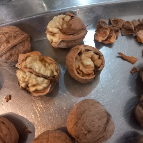 گردوی تازه تازه