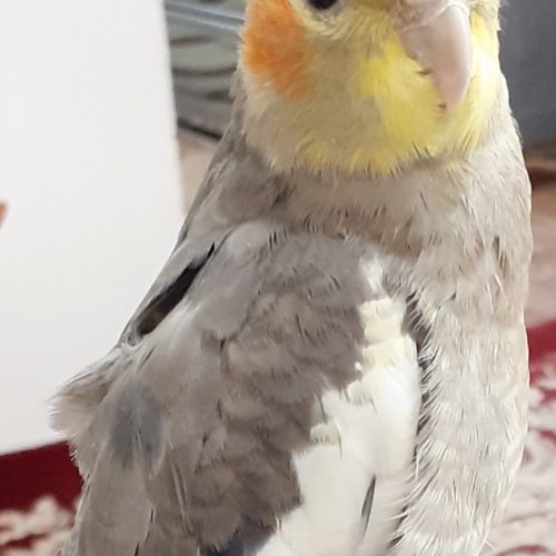 عروس هلندی گمشده