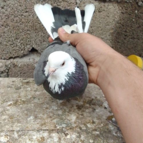 کبوتر ساعت بالا بشرط