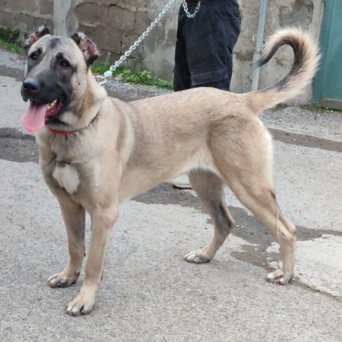 فروش توله سگ اصیل 2  عدد