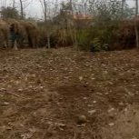 زمین باغی و شالیزار