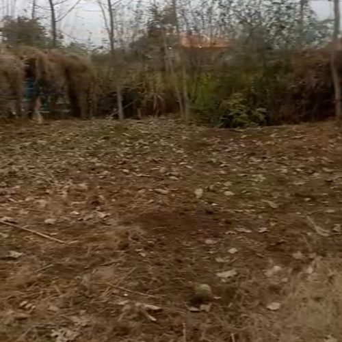 زمین باغی و شالیزار