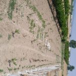 1300 متر زمین قواره بندی شده باغی