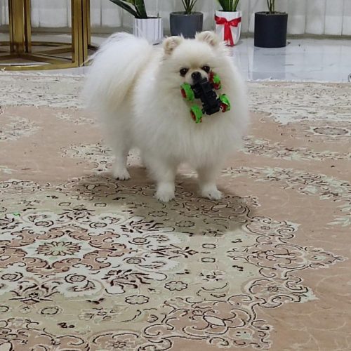 پامرانین خرسی