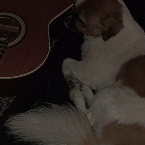 پیکینیز میکس پامر خرسی