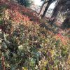 چایی ترش فروشی
