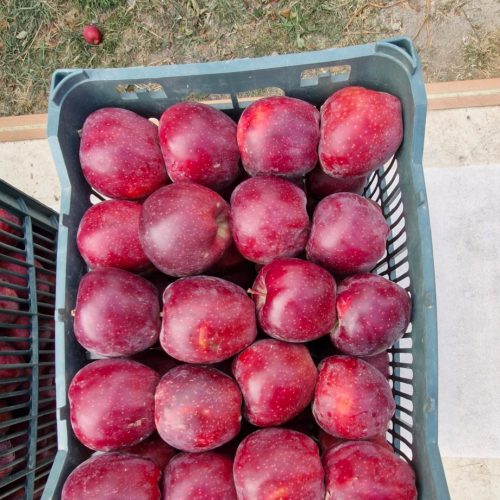 فروش باغ سیب