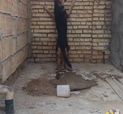 سگ ژرمن نر هشت ماه