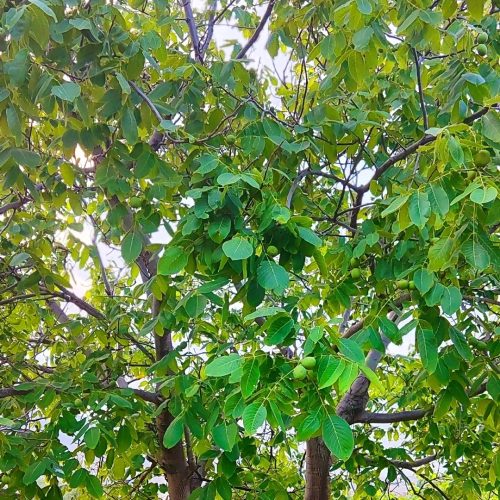 فروش باغ میوه