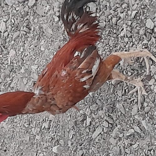 خروس لاری جوان