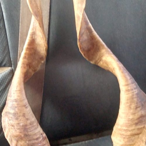 یک جفت شاخ شکارکوهی