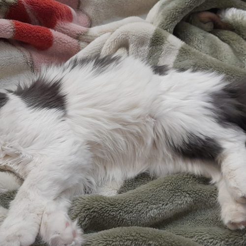 واگذاری گربه خانگی