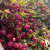 چایی ترش فروشی