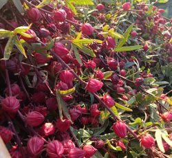 چایی ترش فروشی