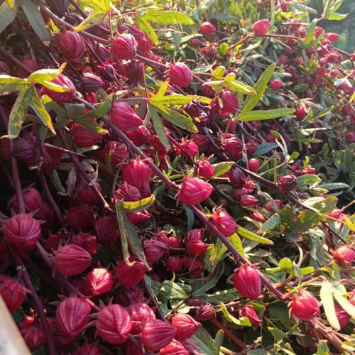 چایی ترش فروشی