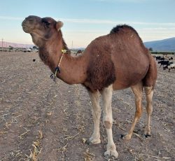 فروش تعدادی شتر گوشتی و داشتی