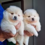 پامرانین خرسی