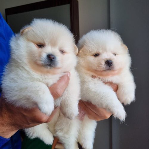 پامرانین خرسی