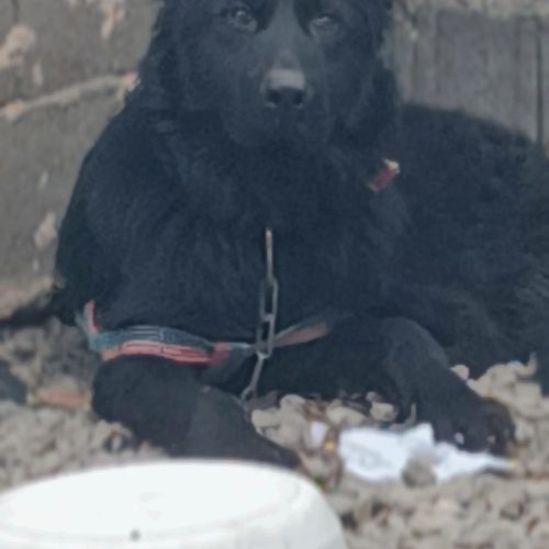 سگ ژرمن بلک نر