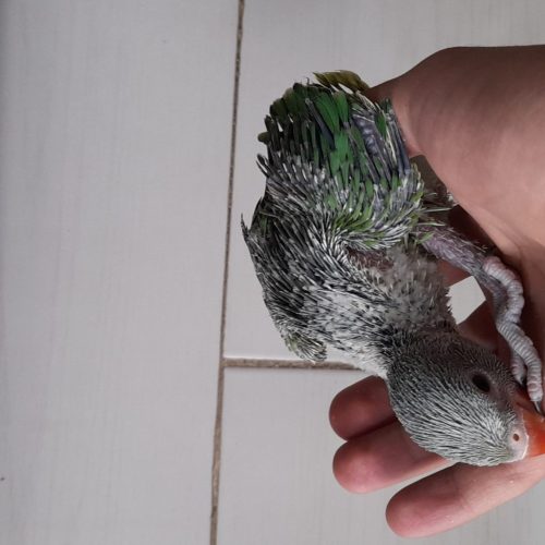 پرنده سرای طوطیا