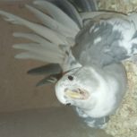 عروس هلندی مولد با فیلم و عکس