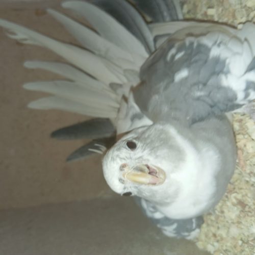 عروس هلندی مولد با فیلم و عکس