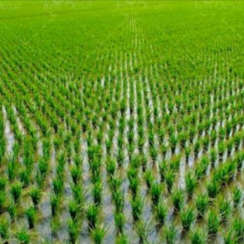 بیجار مزرعه شالیزار