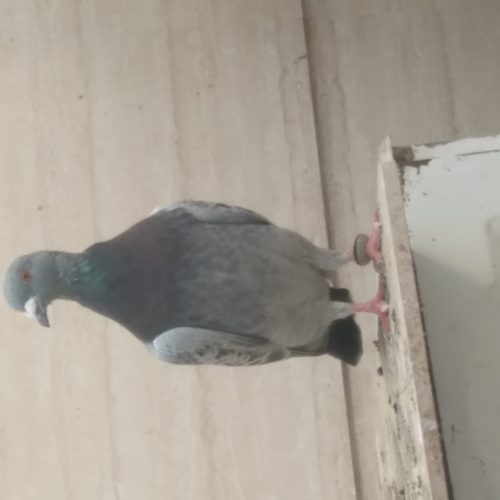 10 طوق حیوون درجه یک