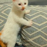گربه شیطون