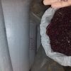 لوبیا قرمز