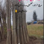 فروش نهال صنوبر سریع الرشد اصلاح شده خارجی