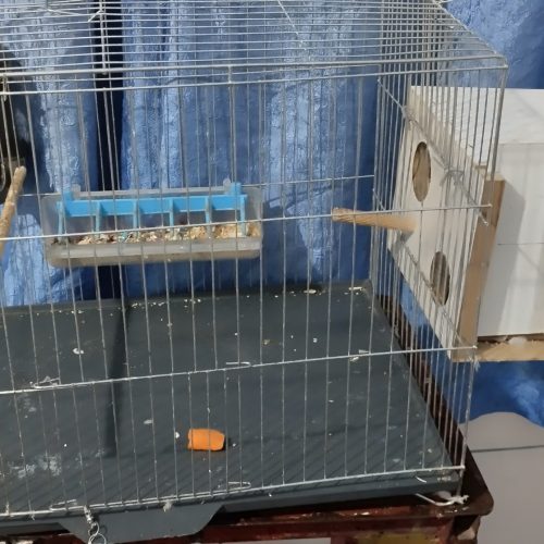 طوطی برزیلی