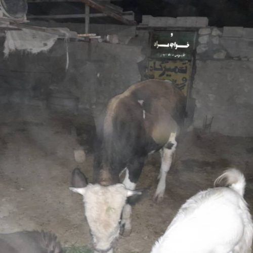 فروش گوساله نر