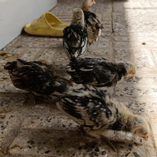 جوجه سیبرایت مینیاتوری اصل