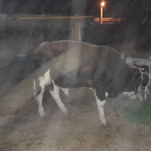 فروش گوساله نر