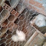 مرغ و خروس ابریشمی معاوضه