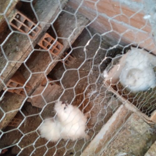 مرغ و خروس ابریشمی معاوضه