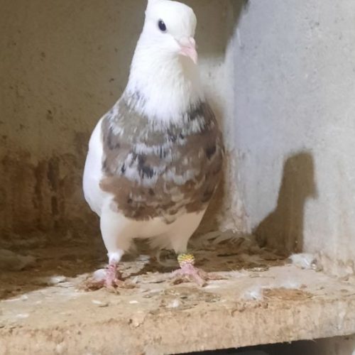 کبوتر طوقی نسل دار