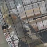 سلام بهترین پرنده هست دستی نر عروس هلندی هست