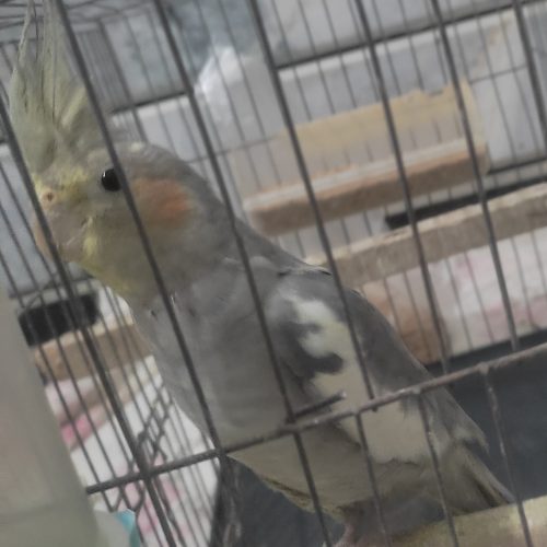 سلام بهترین پرنده هست دستی نر عروس هلندی هست